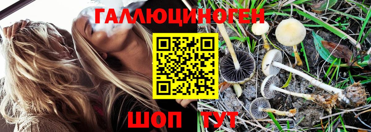 Псилоцибиновые грибы Psilocybine cubensis Ачинск